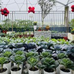 Kéo 800 bao đất lên sân thượng làm vườn